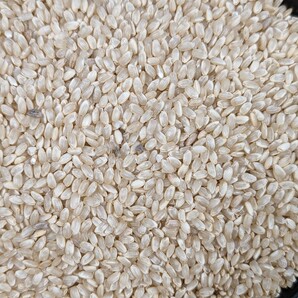 玄米 １０kg 無農薬・無化学肥料 の画像4