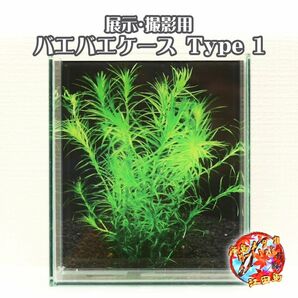 展示用 撮影用 ガラス水槽 バエバエケース type1