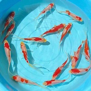 １スタ 更紗コメット Mサイズ　10匹　9cm～12cm前後　金魚