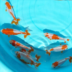 .. Japanese wakin S 10 pcs approximately 5cm~8cm rom and rear (before and after) three tsu tail three tsu tail Japanese wakin goldfish organism 