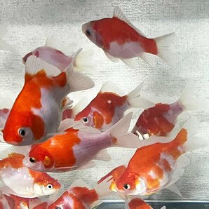 １スタ 鮒金×玉サバ F1 Mix5匹 Mサイズ 7cm～10cm前後 金魚の画像3