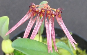 Bulb. melanoglossum 台湾原産の小型バルボです