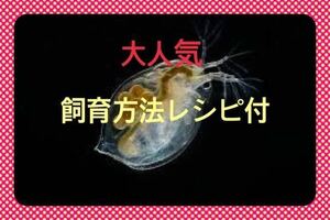 オオミジンコ 120匹 送料込 3口まで同封可