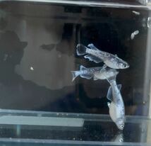 【現物】ミッドナイトフリル　体外光　若魚トリオ（♂1、♀2）　検索用　ネプチューン　ハイビスカス_画像1