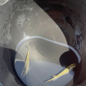 【現物】金塊メダカ 若魚1ペア ハイビスカス ネプチューン ドライフラワーの画像5