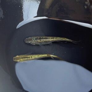 【現物】金塊メダカ 若魚1ペア ハイビスカス ネプチューン ドライフラワーの画像1