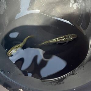 【現物】金塊メダカ 若魚1ペア ハイビスカス ネプチューン ドライフラワーの画像6