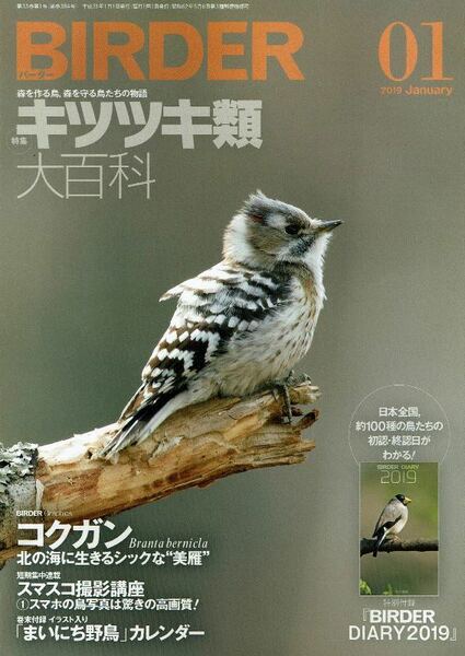 BIRDER 2019年1月号　特集：キキツキ類大百科　コクガン　スマスコ撮影講座