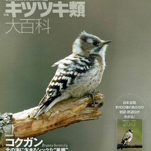 BIRDER 2019年1月号　特集：キキツキ類大百科　コクガン　スマスコ撮影講座