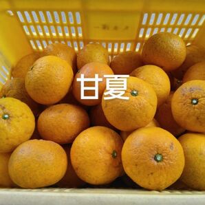 甘夏5kg、広島県産産地直送家庭用農薬不使用ビタミンC マーマレード ピール ジャム サイズ混合