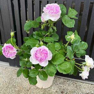  rose seedling is good fragrance 