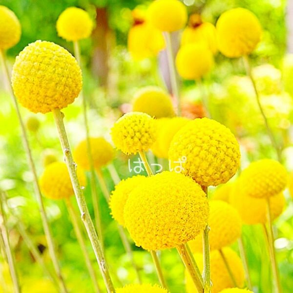 【増量中】 花の種 黄色のポンポン クラスペディア 80粒