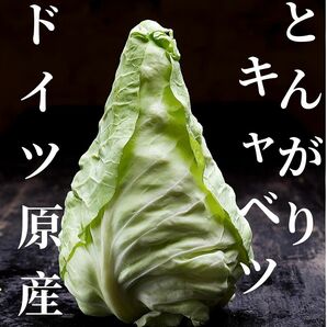 野菜の種 とんがりキャベツ（シュピッツコール）20粒 珍しい