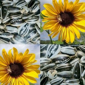 大きくそだつひまわりの種 家庭菜園 プランター 園芸 花壇 花束 生け花にも◎ヒマワリの種 向日葵種子
