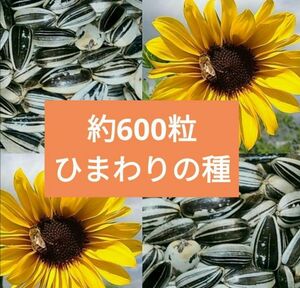 大きくそだつひまわりの種　約600粒42g 