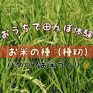 【 お家で田んぼ体験】お米の種　種籾　自然農コシヒカリ　15g バケツ稲に◎はざかけ米　