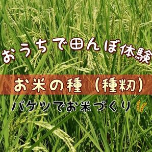 【お家で田んぼ体験】お米の種　種籾　20g 自然農コシヒカリ　はざかけ米　バケツ稲に◎