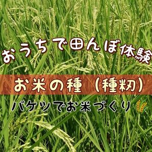 【お家で田んぼ体験】お米の種　15g種籾　自然農　コシヒカリ　バケツ稲に◎稲作　はざかけ米