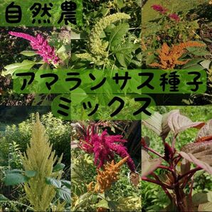 【自然農】 アマランサスの種ミックス　 そだてやすい　雑穀の種　こぼれ種でも毎年開花　家庭菜園　花畑　花壇　園芸　