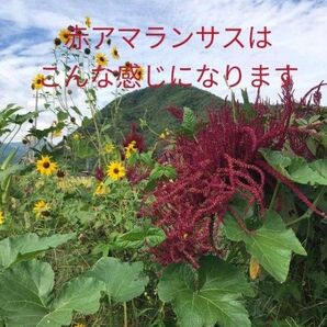【自然農】赤アマランサスの種 1g 家庭菜園 園芸 ガーデニング こぼれ種でも開花 花畑 花壇 雑穀の種 レッドアマランサス