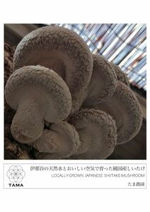 【4/28収穫】生椎茸　国産菌床　肉厚品種　箱いっぱい　自然栽培　