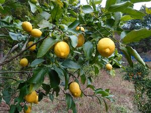 レモン　紀南の農薬も化学肥料も使用していない薫り高いレモン　キズもあります