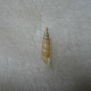 貝標本「チビギセル」の画像4