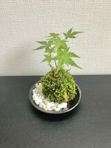 イロハモミジの苔玉　小石お皿付き_画像1