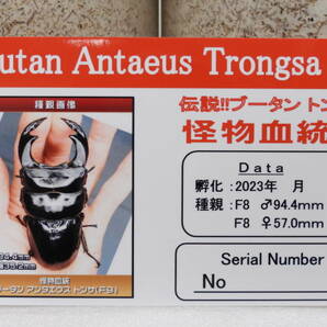 ブータン アンタエウスオオクワガタ トンサ(F9)怪物血統、幼虫4頭の画像2