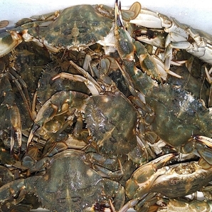 「生出荷！カニ汁用！石蟹小サイズ４kg」 活状態での梱包 松島牡蠣屋 蟹汁 味噌汁 中華料理 フィリピン料理にも 目安：4キロで120杯程度の画像2