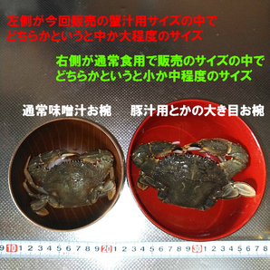 活梱包「生出荷！石蟹小サイズ４kg」 カニ汁用 蟹汁 味噌汁 中華料理 約80杯 イシガニ 蟹料理 蟹出汁ラーメンに！贈答に！の画像4