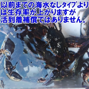 【海水ごと輸送】生出荷！食用イシガニ 石蟹２kg 活状態での梱包 松島牡蠣屋 漁師の店長自ら漁獲です！目安２ｋｇで20杯程度 配送地域限定の画像2