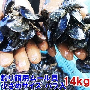 小さめサイズ 送料無料 釣り餌に★ムラサキイガイ小さめ１４ｋｇ 冷凍品イガイ カラス貝 ムール貝 釣りエサクロダイ 黒鯛 チヌ 石鯛★