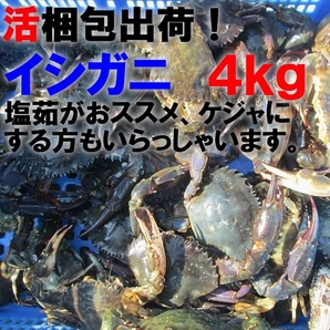 「生出荷！食用イシガニ 石蟹４kg」 活状態での梱包 目安40杯 送料無料 蟹 カニ 松島牡蠣屋 宮城県産の画像1