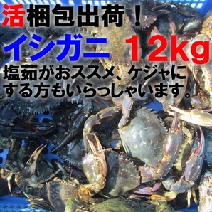 「生出荷！食用イシガニ 石蟹１２kg」 活状態での梱包 目安120杯 送料無料 蟹 カニ 松島牡蠣屋 宮城県産の画像1