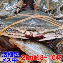 【時期初め内子確率高めです】活梱包発送 「ワタリガニ メス中２ｋｇ」で8-10杯 渡り蟹 ガザミ ケジャンにも_画像1