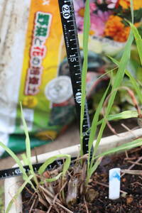  lemon grass seedling A including carriage 