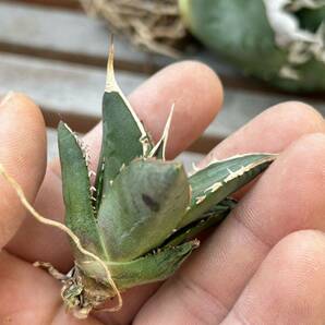 【野火】 Agave titanota 台湾 アガベ チタノタ Bの画像2