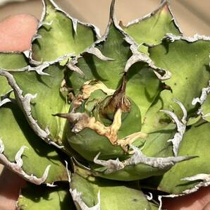 【凱撒】 Agave titanota 台湾 アガベ チタノタ シーザーBの画像1