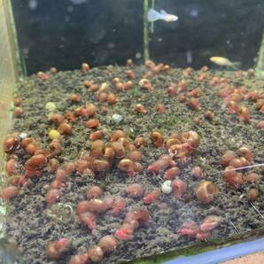 レッドラムズホーン 50匹 送料無料  苔処理 残餌処理  繁殖力抜群 金魚水槽にの画像4