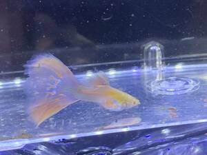 RRE.A aquamarine pink tail Guppy (mo The ik)[ domestic production Guppy ]