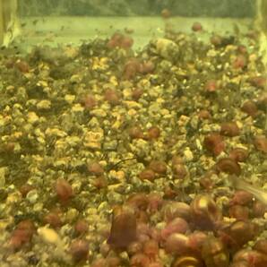 レッドラムズホーン 50匹 送料無料  苔処理 残餌処理 水槽の掃除屋さん 繁殖力抜群 金魚水槽にの画像3