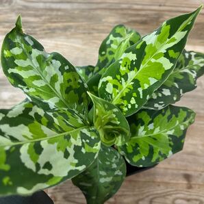 ３ アグラオネマ・ピクタム・トリカラー Aglaonema pictum tricolorの画像1