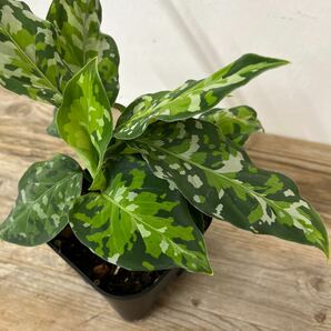 ３ アグラオネマ・ピクタム・トリカラー Aglaonema pictum tricolorの画像2