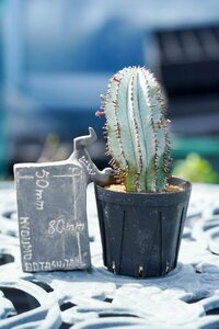 ユーフォルビア・ホリダ 　特白　Euphorbia horrida　1円スタート　コーデックス　塊根植物