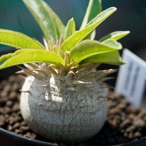 Pachypodium enigmaticum パキポディウム エニグマチカム  実生株 2021年7月播種  コーデックス 塊根植物の画像3