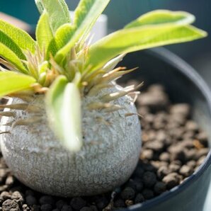 Pachypodium enigmaticum パキポディウム エニグマチカム  実生株 2021年7月播種  コーデックス 塊根植物の画像4
