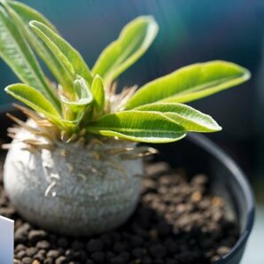 Pachypodium enigmaticum パキポディウム エニグマチカム  実生株 2021年7月播種  コーデックス 塊根植物の画像2