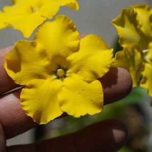 Pachypodium enigmaticum パキポディウム エニグマチカム  実生株 2021年7月播種  コーデックス 塊根植物の画像7