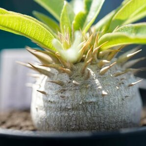 Pachypodium enigmaticum パキポディウム エニグマチカム  実生株 2021年7月播種  コーデックス 塊根植物の画像6